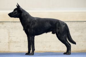 kelpie-suisse